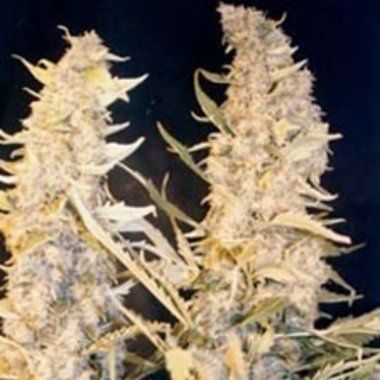 Female Seeds Skunk Special Feminized