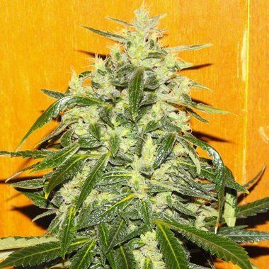 Female Seeds Tropical Ice Feminized