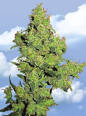 Flying Dragon Feminised Seeds