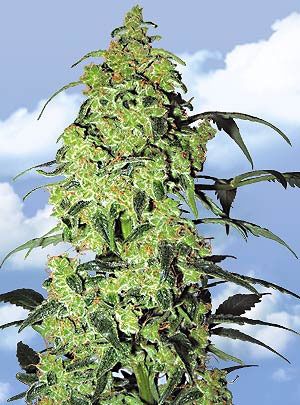 White Widow Feminised Seeds