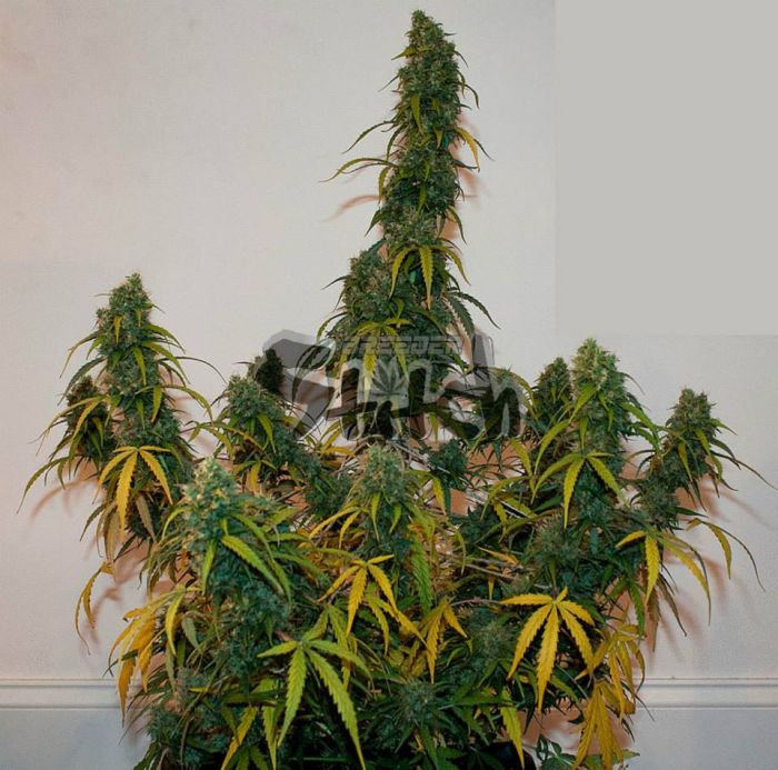 Formula One Autoflowering Feminised Seeds