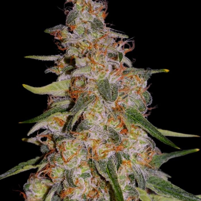 Frosted Guava Autoflowering Cannabis Seeds