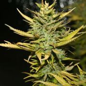 G13 Hashplant Feminised Seeds