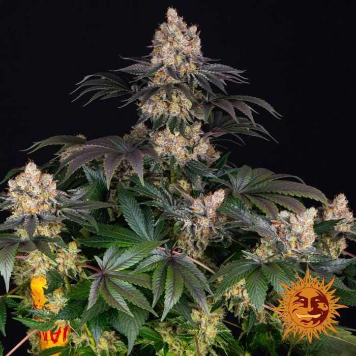 Barneys Farm Gelato Feminized Seeds