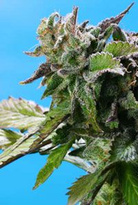 Grape Krush - 10 Regular Seeds