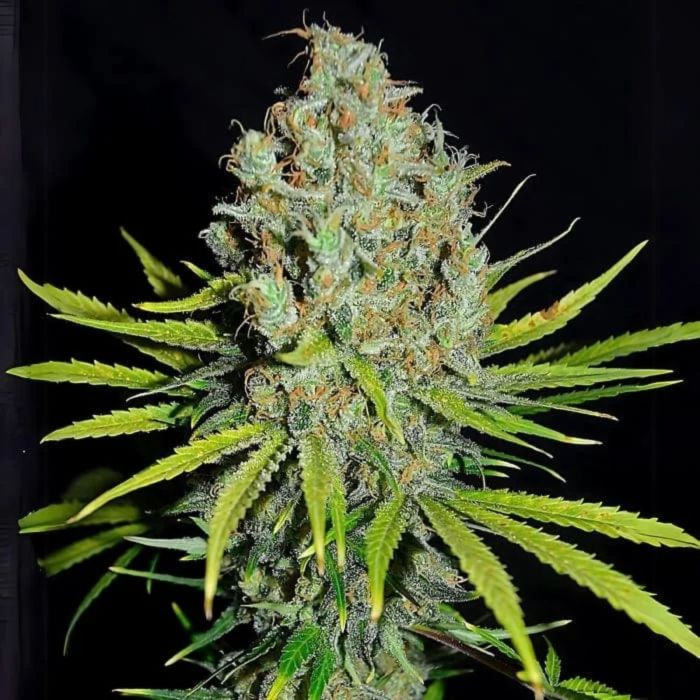 Grape Stomper Feminized