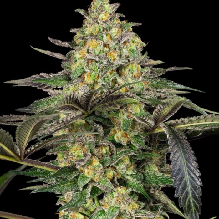 Grapevine Candy Feminized Seeds