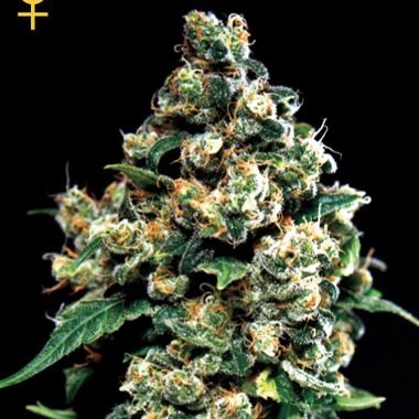 GreenHouse Seeds Jack Herer Feminized