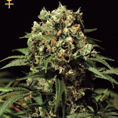 GreenHouse Seeds Kalashnikova Feminized