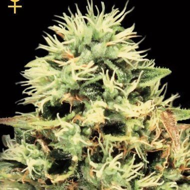 GreenHouse Seeds Super Bud Feminized