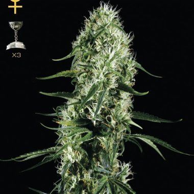 GreenHouse Seeds Super Silver Haze Feminized