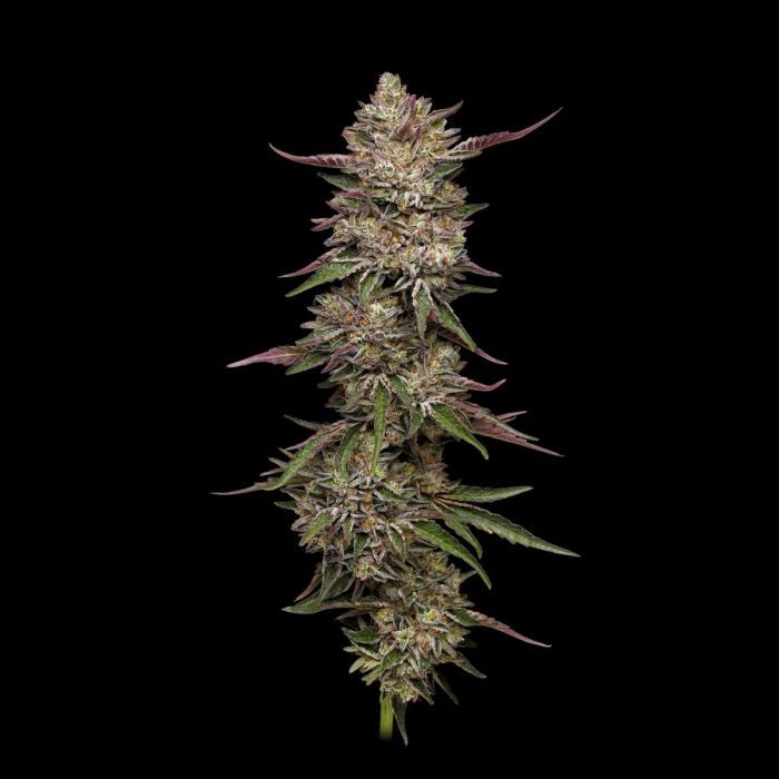 Guzzlerz Cannabis Seeds