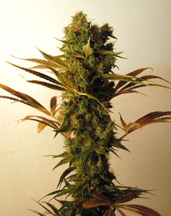 Hammer Shark Feminised Seeds