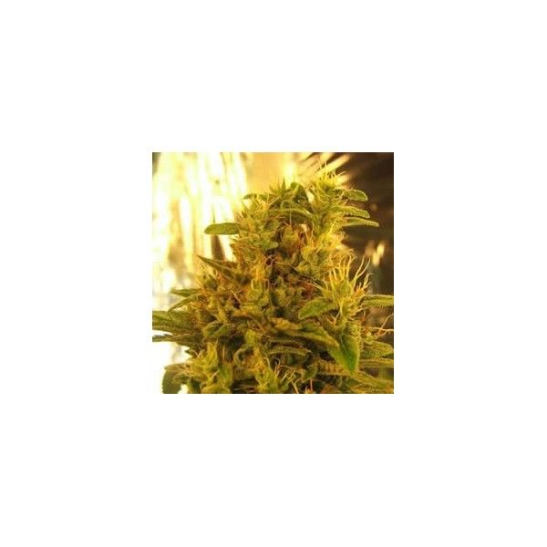 Haze #13 Feminised Seeds