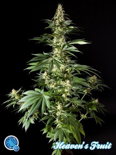 Heaven's Fruit Feminised Seeds