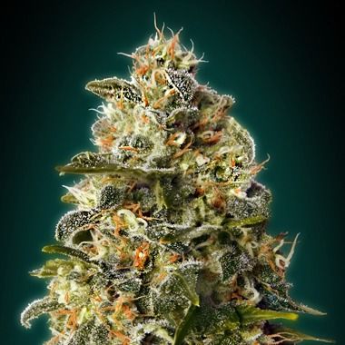 Heavy Bud