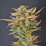 High Priority Auto Feminised Seeds