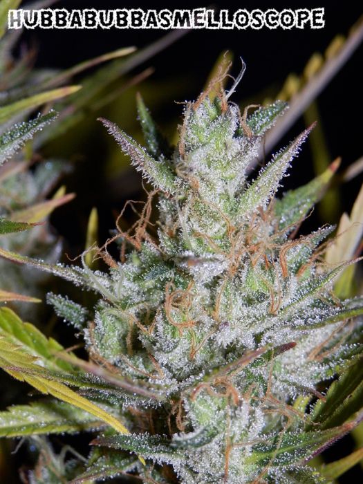 Hubbabubbasmelloscope Auto Feminised Seeds