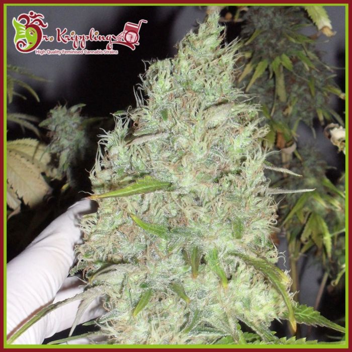 The Incredible Bulk Feminized Seeds