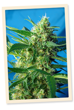 Ice Cool Auto Feminised Seeds