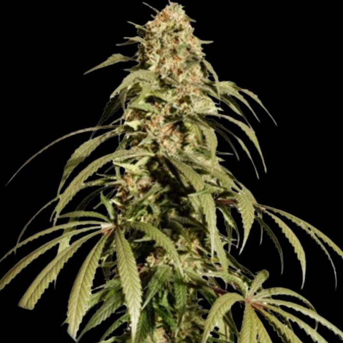 Ice Cream Haze Feminized Seeds