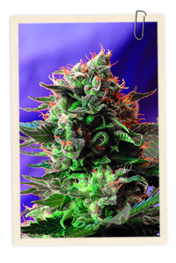 Jack 47 FAST Version Feminised Seeds