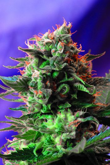 Jack 47 Feminised Seeds