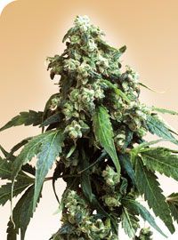 Jack Flash Regular Seeds