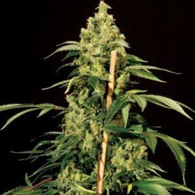 Jack Herer