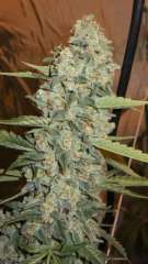 Jedi Kush Regular Seeds