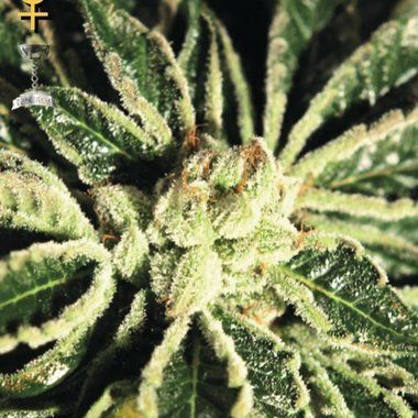 Greenhouse Seeds Kaia Kush Feminized