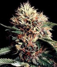 Ketama Regular Seeds