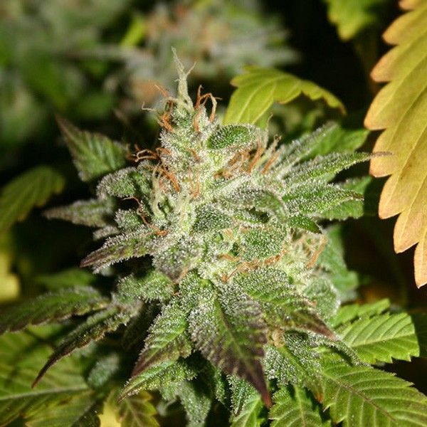 Kid BCN Auto Feminised Seeds