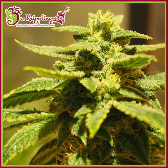 Krippling’s Gelato Feminised Seeds