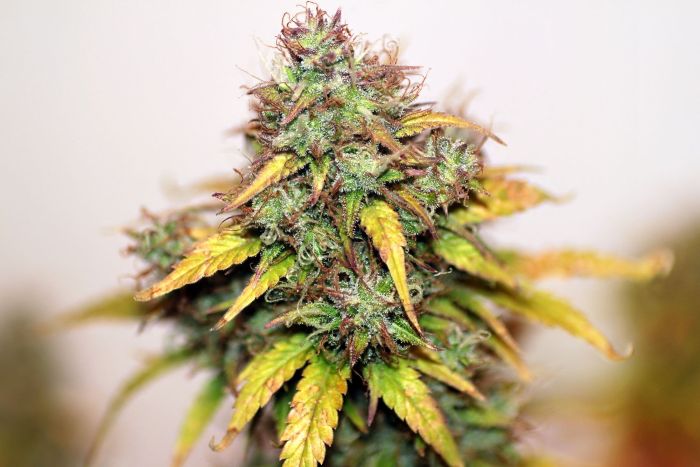 Kush Auto Feminised Seeds