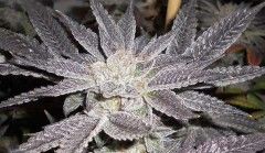 LA Affie Feminised Seeds