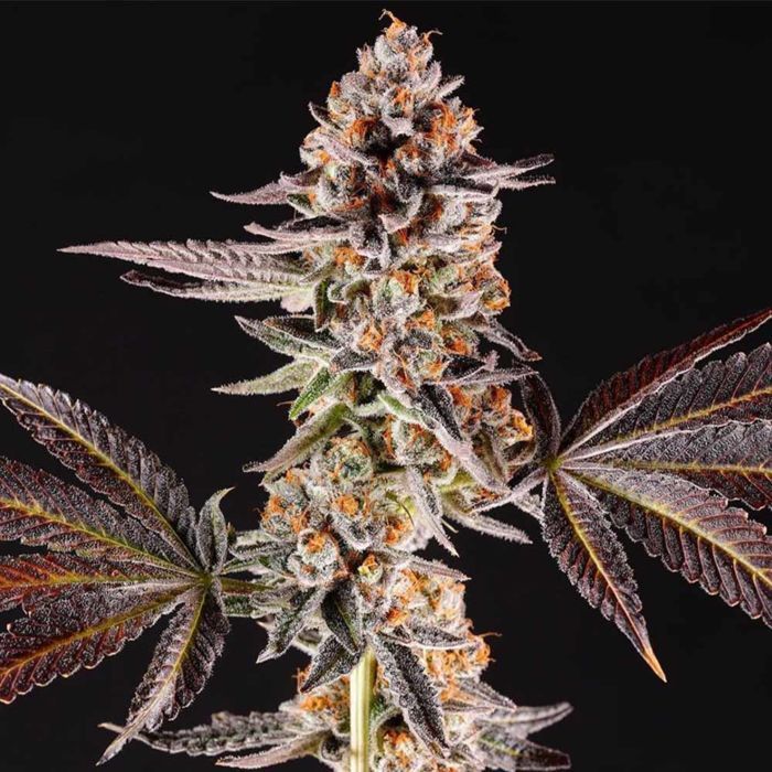 La Bomba Feminized Seeds