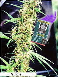 La Nina Regular Seeds