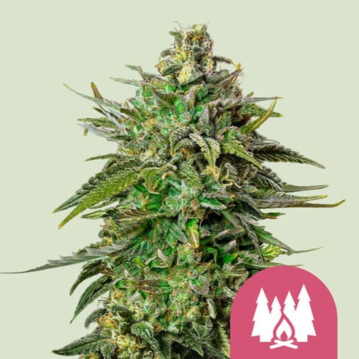 Alien OG Feminized Cannabis Seeds