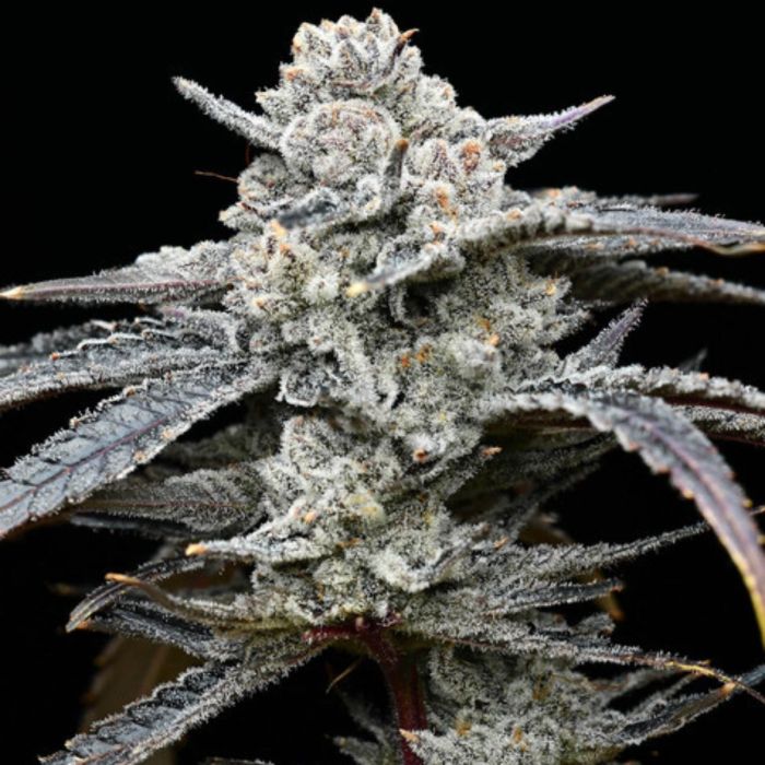 Lemon Cherry Gelato Feminized Cannabis Seeds