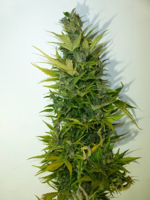 Lemon Haze Autoflowering Feminised Seeds