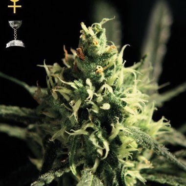 GreenHouse Seeds Lemon Skunk Feminized