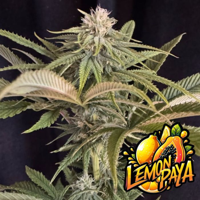 Lemonpaya Autoflowering Seeds