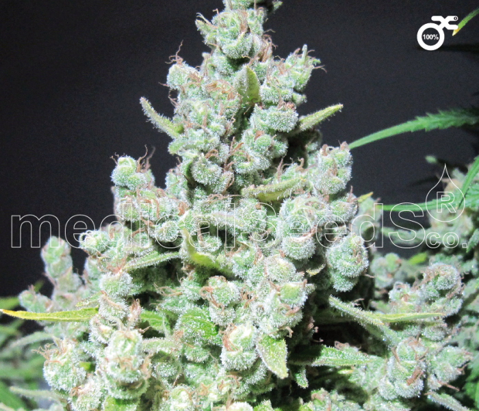 Malakoff Feminised Seeds