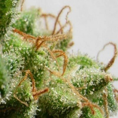 Malawi Feminised Seeds