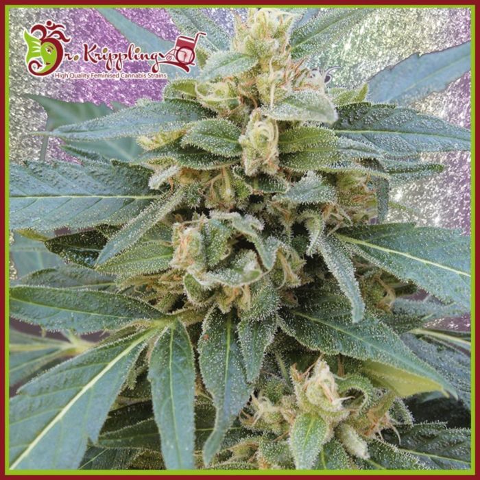 Mango Bubble Cloud Feminised Seeds