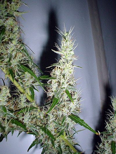 Mango Haze Regular Seeds