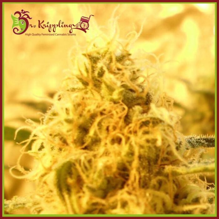 Mango Mist Shake Feminised Seeds