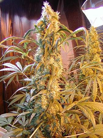 Mango Widow Regular Seeds