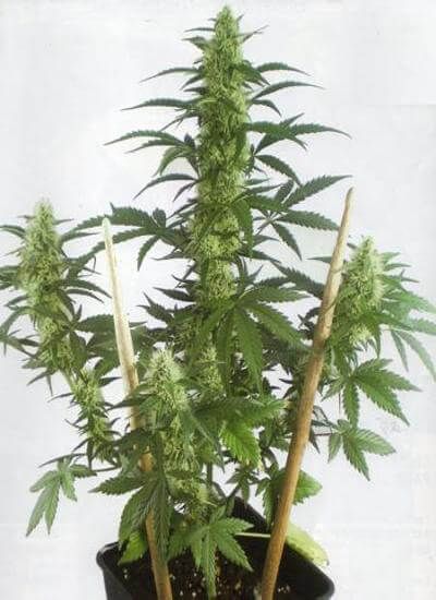 MayDay Autoflowering Feminised Seeds